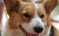 狗狗的耳螨怎么清理