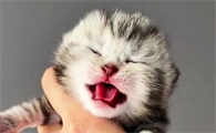 一个月小猫咪怎么养