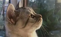 猫咪流眼泪睁不开眼是怎么回事