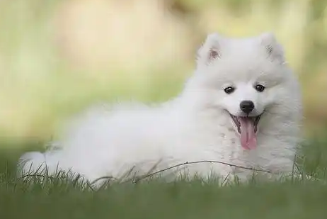 狗狗交配后乳房和肚子变大