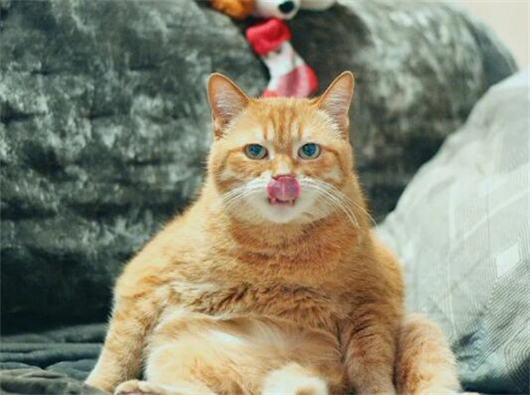猫咪突然尿床是对主人的报复吗