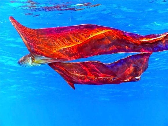 毯子章鱼:海洋中的神秘生物 毯子章鱼:海洋中的神秘生物