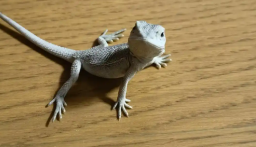 线上线下销售火爆的“异宠” 线上线下销售火爆的“异宠”