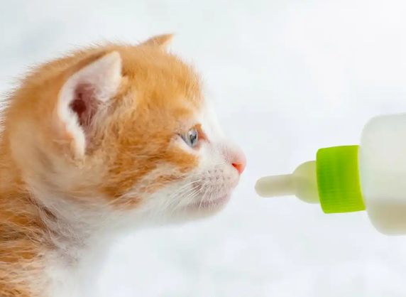 小猫喝什么奶应急