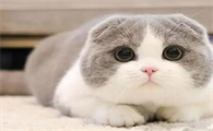 猫的遗传疾病有哪些