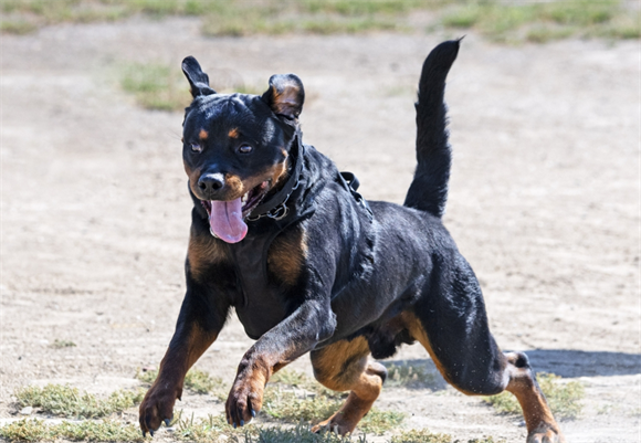 罗威纳犬和德牧谁厉害？两种犬都是非常有战斗力