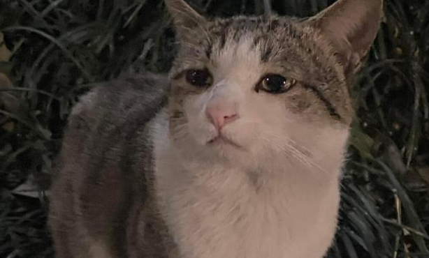 便秘的猫咪有哪些症状 便秘的猫咪有哪些症状