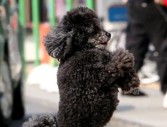 今日科普：泰迪犬多少钱一只？