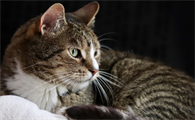 猫咪鼻泪管狭窄会有什么症状