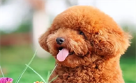 泰迪犬“养久了”,千万不要送养,这6个原因很扎心