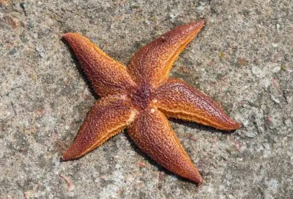 海星有多少只眼睛 海星有多少只眼睛