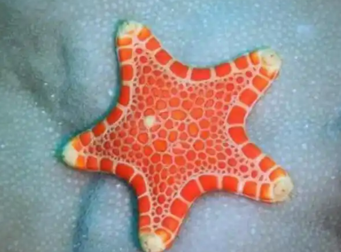 海星多少钱一只 海星多少钱一只