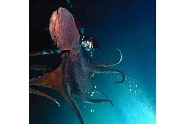 高智商章鱼：幸亏产卵后「自杀」，否则大概率会统治海洋！