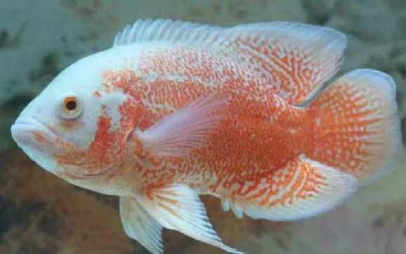 地图鱼饲养指南:温度、食物与习性 地图鱼饲养指南:温度、食物与习性