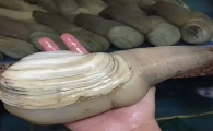 冰冻象拔蚌做法大全