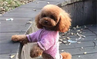 泰迪犬,只适合这5种人饲养,你是其中之一吗?