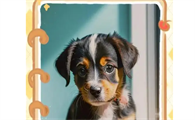 幼犬磨牙期是几个月啊