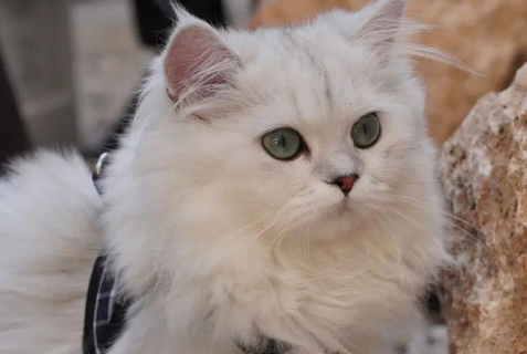 萌宠“称霸”万亿赛道:资本狂飙,宠物经济全链开花 萌宠“称霸”万亿赛道:资本狂飙,宠物经济全链开花