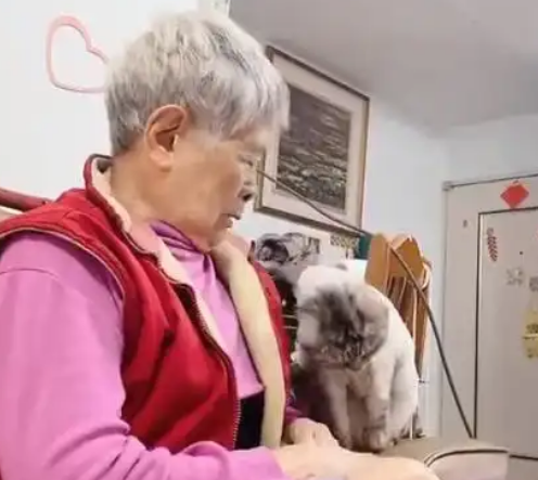 主人给猫咪上完药,猫咪就跳奶奶怀里撒娇:铲屎的欺负我 主人给猫咪上完药,猫咪就跳奶奶怀里撒娇:铲屎的欺负我