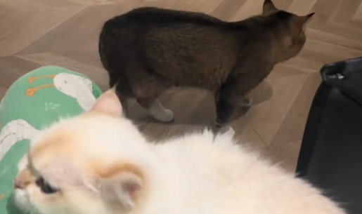 白猫依偎在女子身边,灰猫吃醋被气走了 白猫依偎在女子身边,灰猫吃醋被气走了