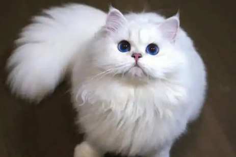 猫腹泻后要禁食多久 猫腹泻后要禁食多久