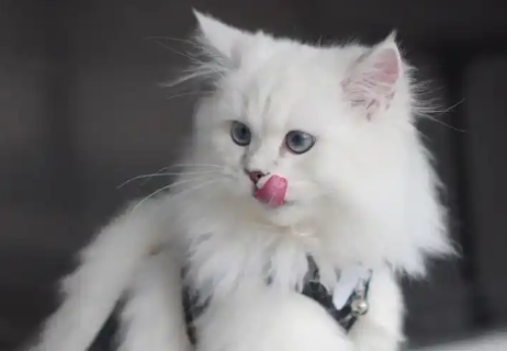 萌宠“称霸”万亿赛道:资本狂飙,宠物经济全链开花 萌宠“称霸”万亿赛道:资本狂飙,宠物经济全链开花