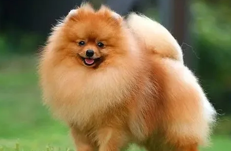 预防狗感染蜱虫有啥好办法 预防狗感染蜱虫有啥好办法