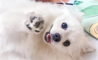 狗狗耳朵怎么清理