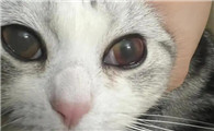 猫咪眼眶周围发红是什么原因