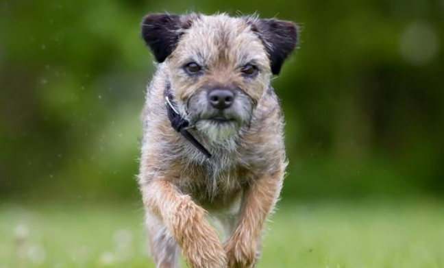 宠物狗简介:边境梗犬! 宠物狗简介:边境梗犬!