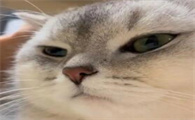 猫猫的性格有什么特点