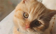 猫每天夜里叫个不停怎么办