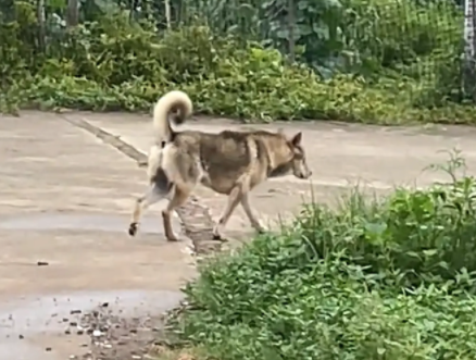 男子偶遇走路四肢凌乱的狗子。网友:霍家的汪,迷踪腿 男子偶遇走路四肢凌乱的狗子。网友:霍家的汪,迷踪腿