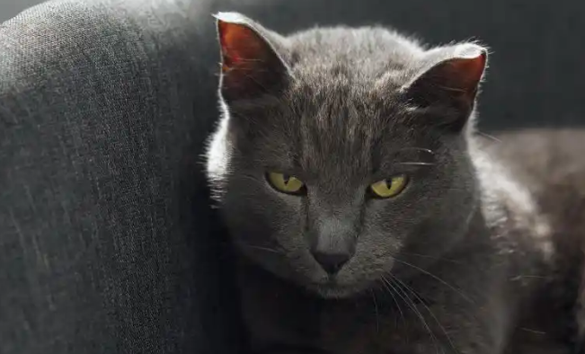 猫吃小猫是什么回事