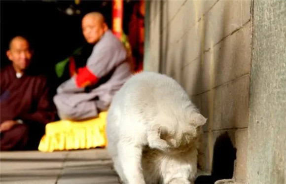 家养猫咪大便后肛门不干净 家养猫咪大便后肛门不干净