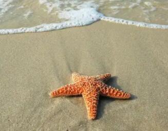 海星烤着吃怎么吃 海星烤着吃怎么吃