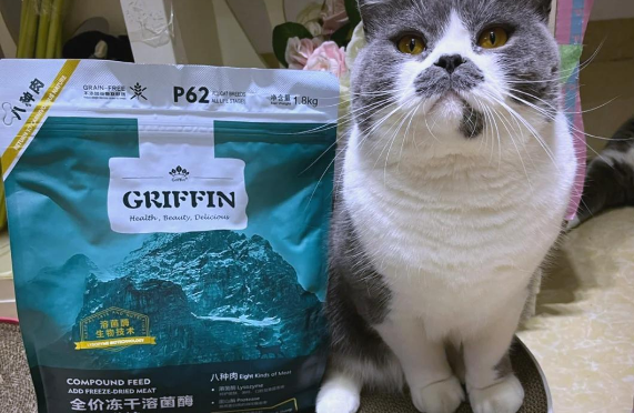 贵芬P62猫粮:猫咪健康秘诀大公开! 贵芬P62猫粮:猫咪健康秘诀大公开!