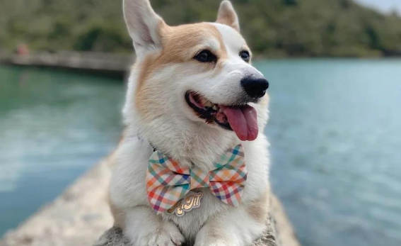 威尔斯柯基犬:英国王室的宠儿与牧牛犬的秘密 威尔斯柯基犬:英国王室的宠儿与牧牛犬的秘密