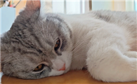 猫咪毛发护理有必要做吗