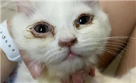 猫咪眼屎多咋办
