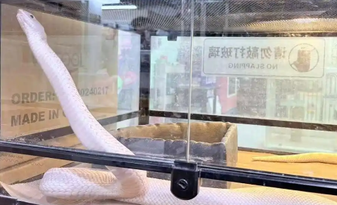 “异宠”不可随意宠！小众宠物饲养热背后，各类隐患需警惕