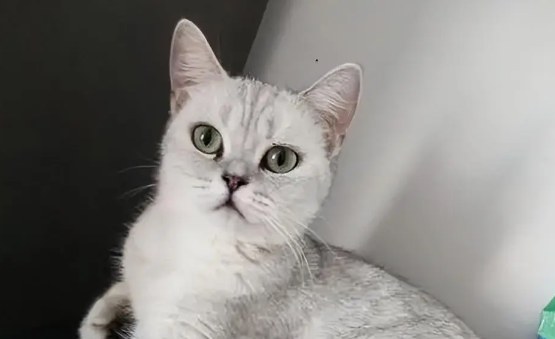 猫咪嚎叫是怎么回事