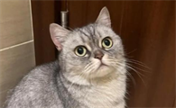 猫咪大便上有白色膜状物怎么回事