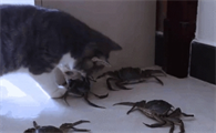 小猫吃完螃蟹多久会死掉