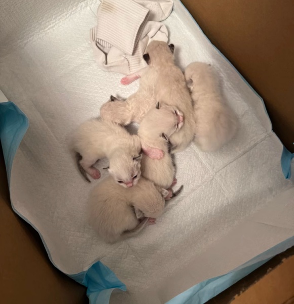喵星人如厕如何优雅解决？贴心的猫尿垫用法来了