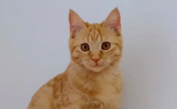 猫眼睑发红分泌物多