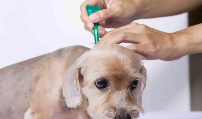 狗子蛔虫多会有什么症状 狗子蛔虫多会有什么症状