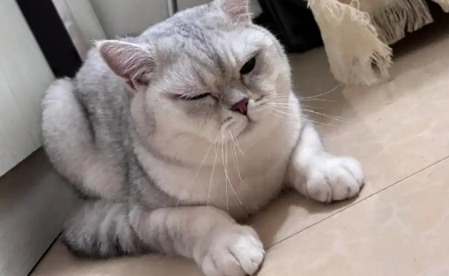 猫咪眼屎多是怎么治疗
