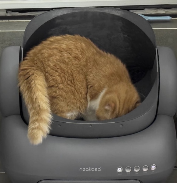 猫砂盆有必要买吗,宜宝自动猫砂盆怎么样 猫砂盆有必要买吗,宜宝自动猫砂盆怎么样
