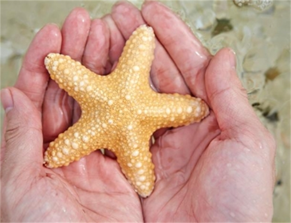 海星有四个角的吗 海星有四个角的吗